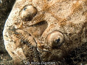 night encouner in Lembeh by Mona Dienhart 